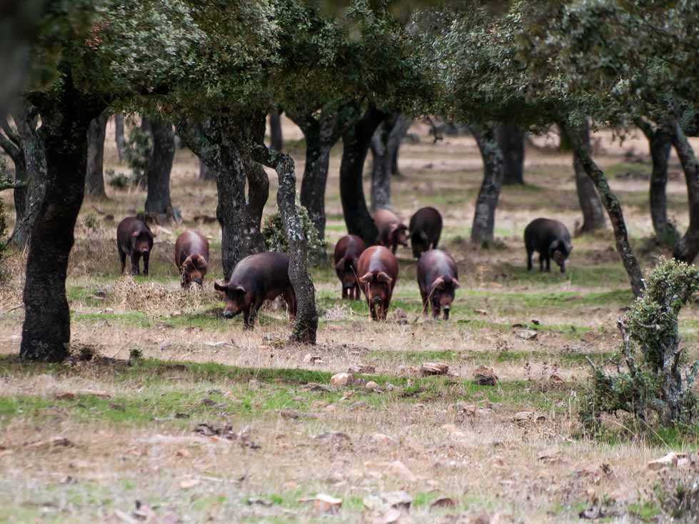 Piara de cerdos ibéricos paseando por la dehesa